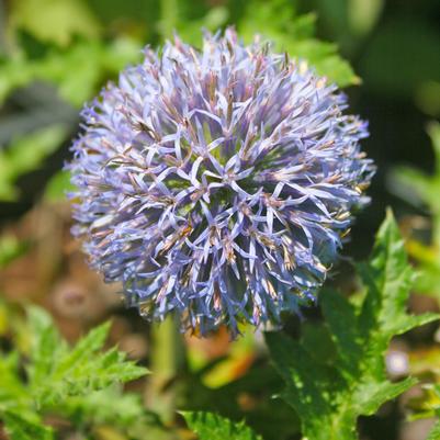 Echinops ruthenicus Platinum Blue