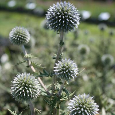 Echinops sphaerocephalis Arctic Glow