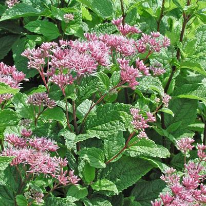 Eupatorium dubium Little Joe