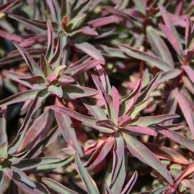 Euphorbia Bonfire