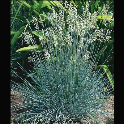 Festuca ovina var. glauca Elijah Blue