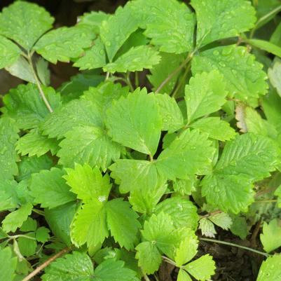 Fragaria vesca Golden Alexandria