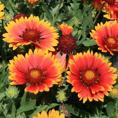 Gaillardia aristata Bijou