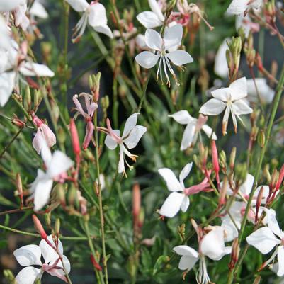 Gaura lindheimeri Snow Fountain