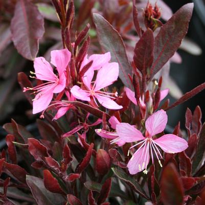 Gaura lindheimeri Crimson Butterflies