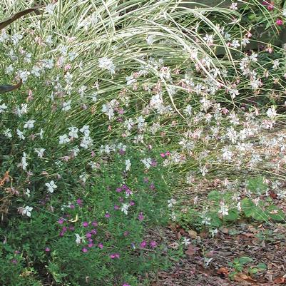 Gaura lindheimeri Whirling Butterflies