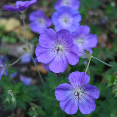 Geranium Brookside