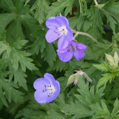 Geranium Johnson's Blue