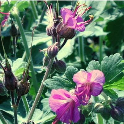 Geranium macrorrhizum 