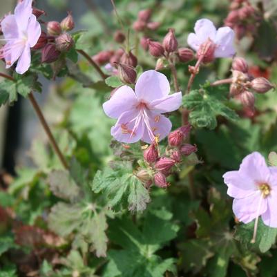 Geranium macrorrhizum Ingwersen's Variety