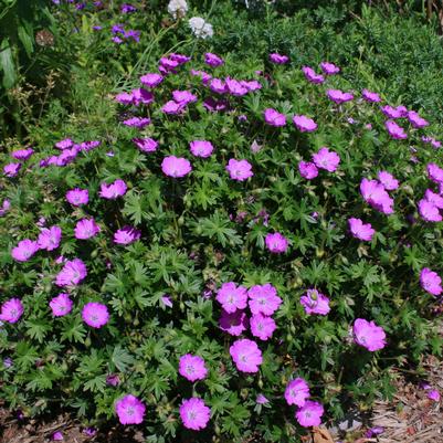 Geranium sanguineum Max Frei