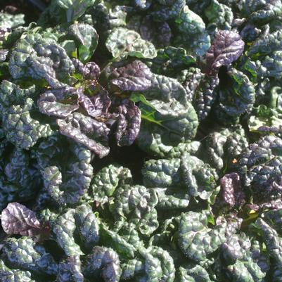 Ajuga pyramidalis Metallica Crispa