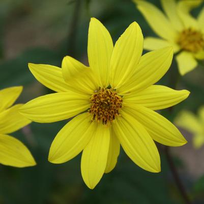 Helianthus microcephalus Lemon Queen