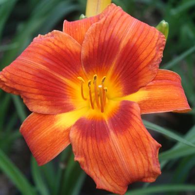 Hemerocallis Alabama Jubilee