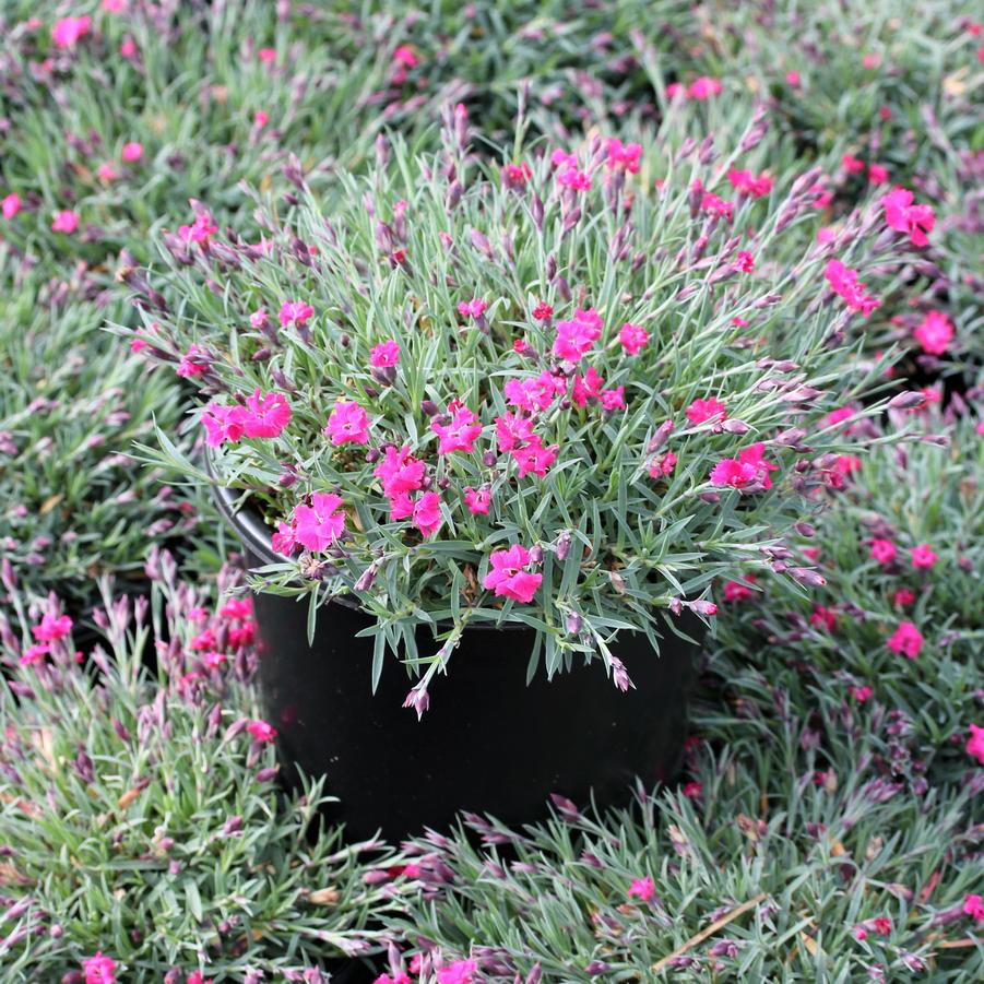 Dianthus Vivid Bright Lights