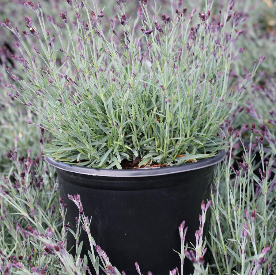 Dianthus gratianopolitanus Bath's Pink
