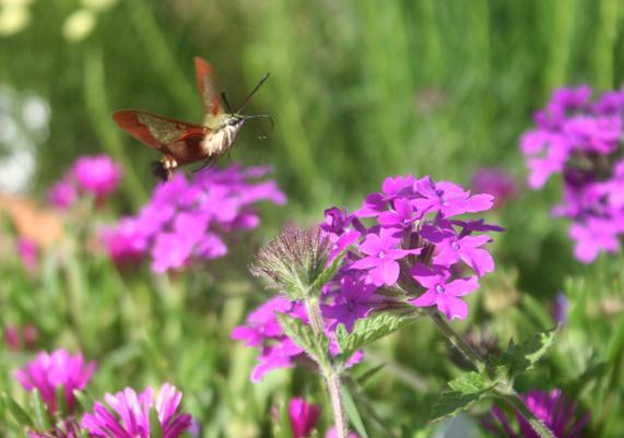 Verbena Homestead Purple and Hummingbird Moth