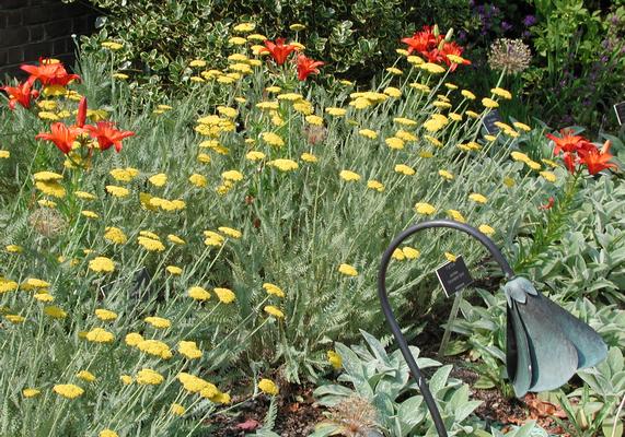 Achillea Coronation Gold