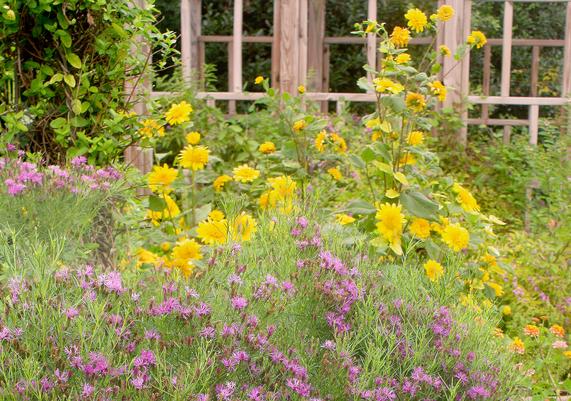 Vernonia Iron Butterfly and Helianthus Happy Days