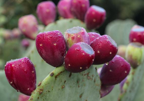 Opuntia Fruit