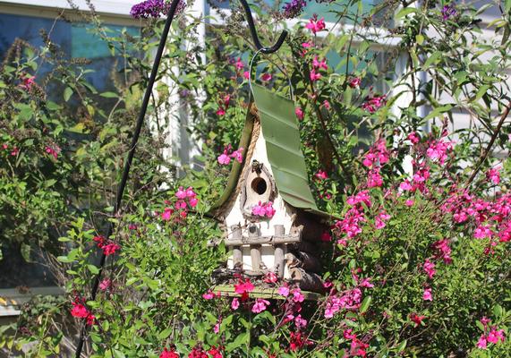 Birdhouse with Salvia