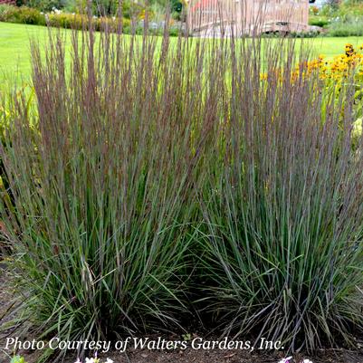 Schizachyrium scoparium Smoke Signal