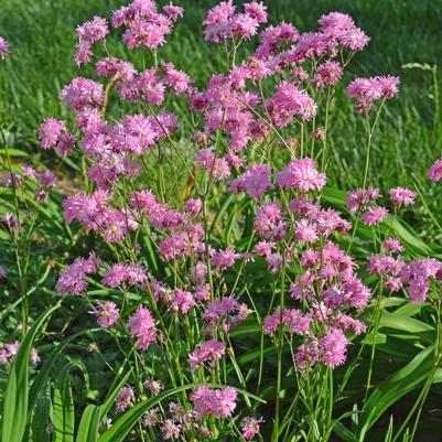 Lychnis flos-cuculi Petite Jenny