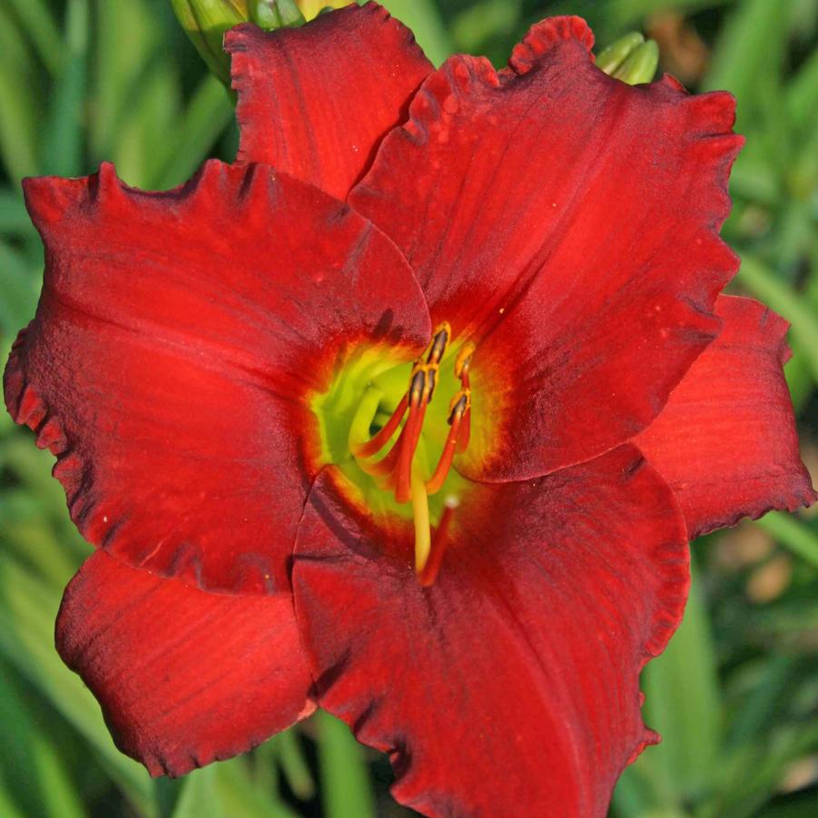 Hemerocallis Red Razzmatazz