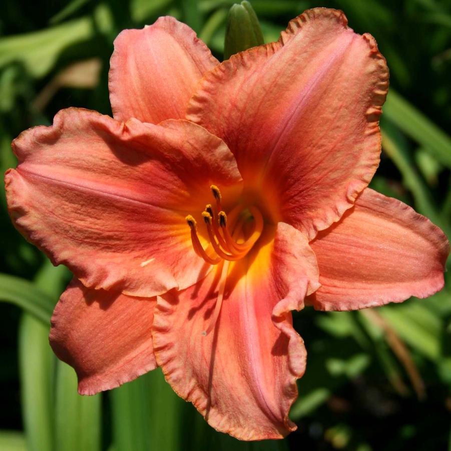 Hemerocallis South Seas