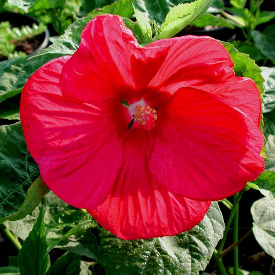 Hibiscus moscheutos Disco Belle Red