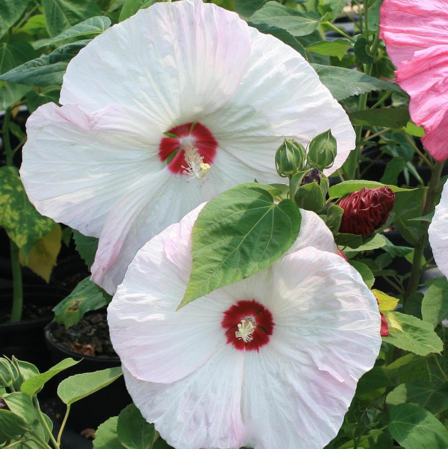 Hibiscus moscheutos Disco Belle White