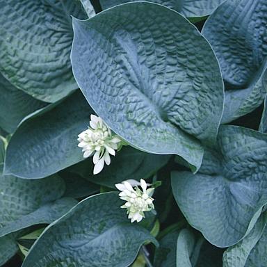 Hosta Abiqua Drinking Gourd