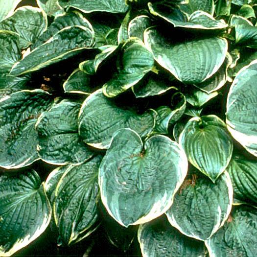 Hosta Christmas Tree