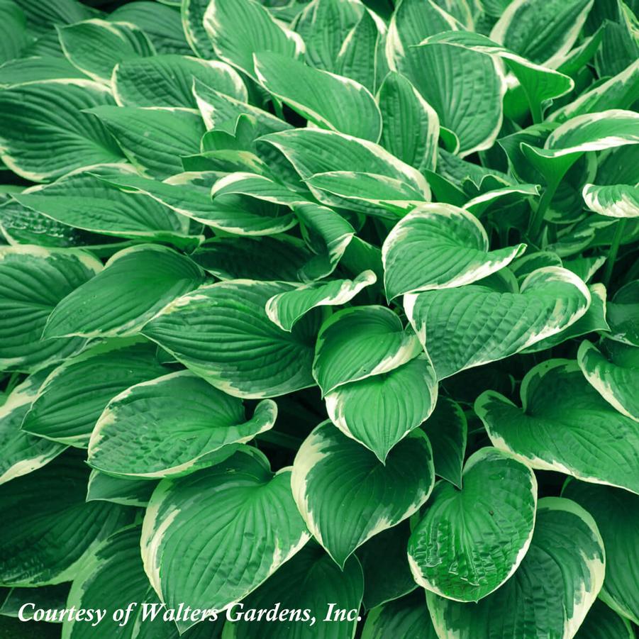 Hosta Francee