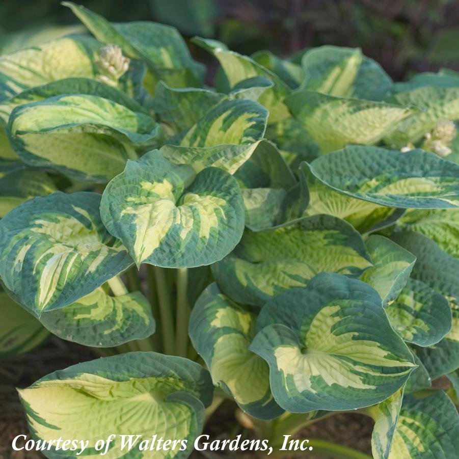 Hosta Great Expectations