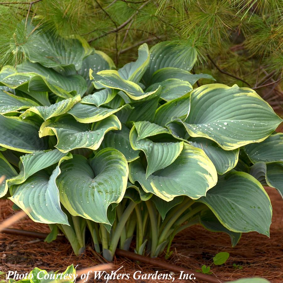 Hosta Regal Splendor