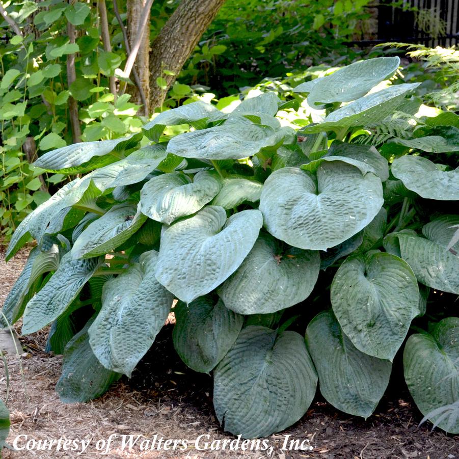 Hosta sieboldiana Elegans