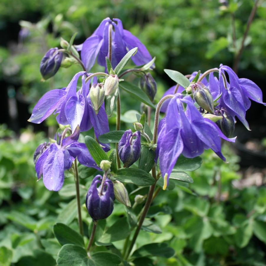 Aquilegia alpina 