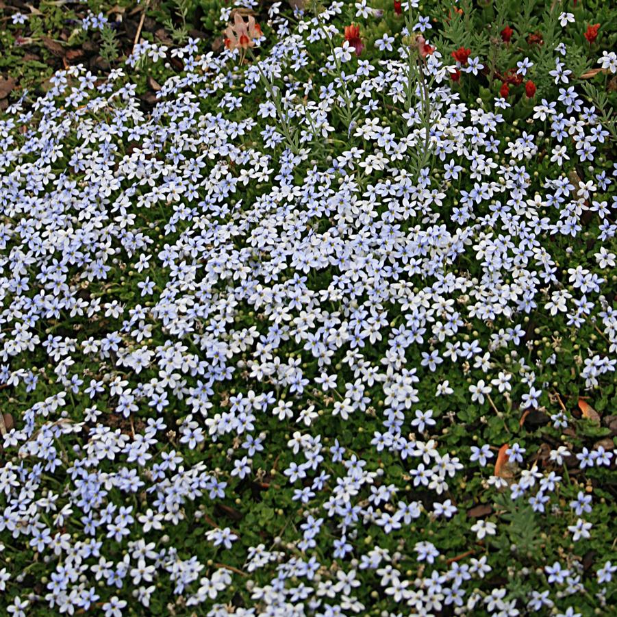 Isotoma fluviatilis 