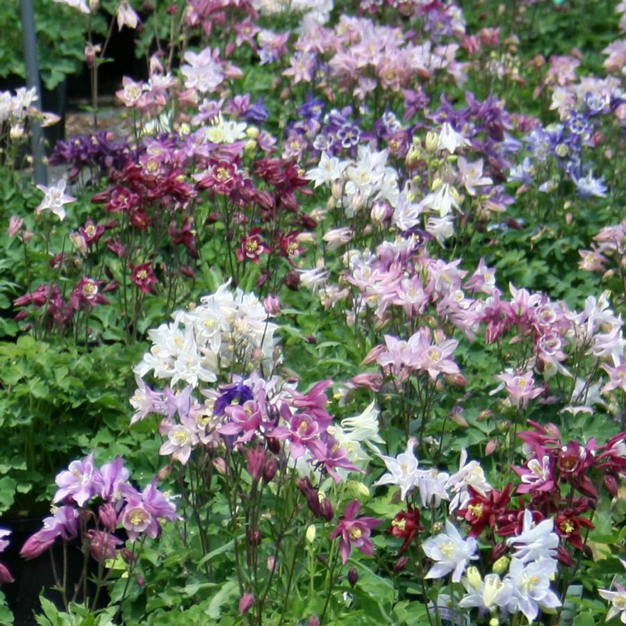 Aquilegia sibirica Biedermeier