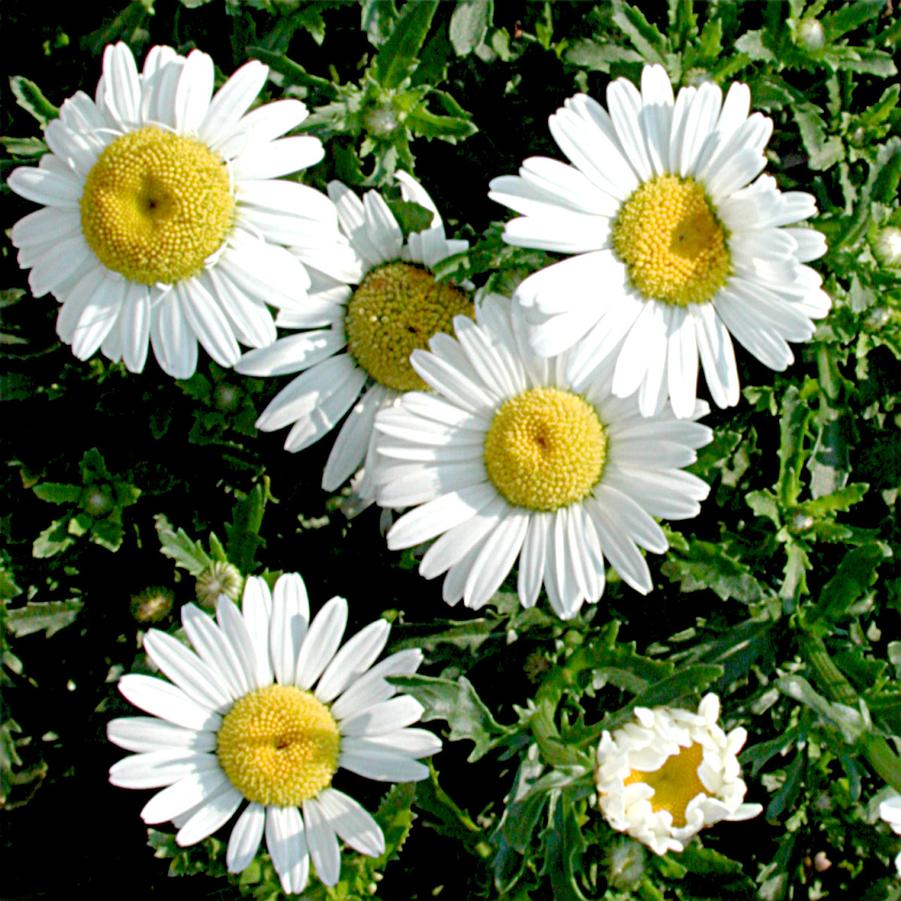 Leucanthemum vulgare May Queen