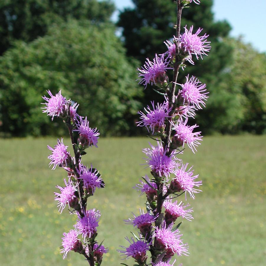 Liatris aspera 