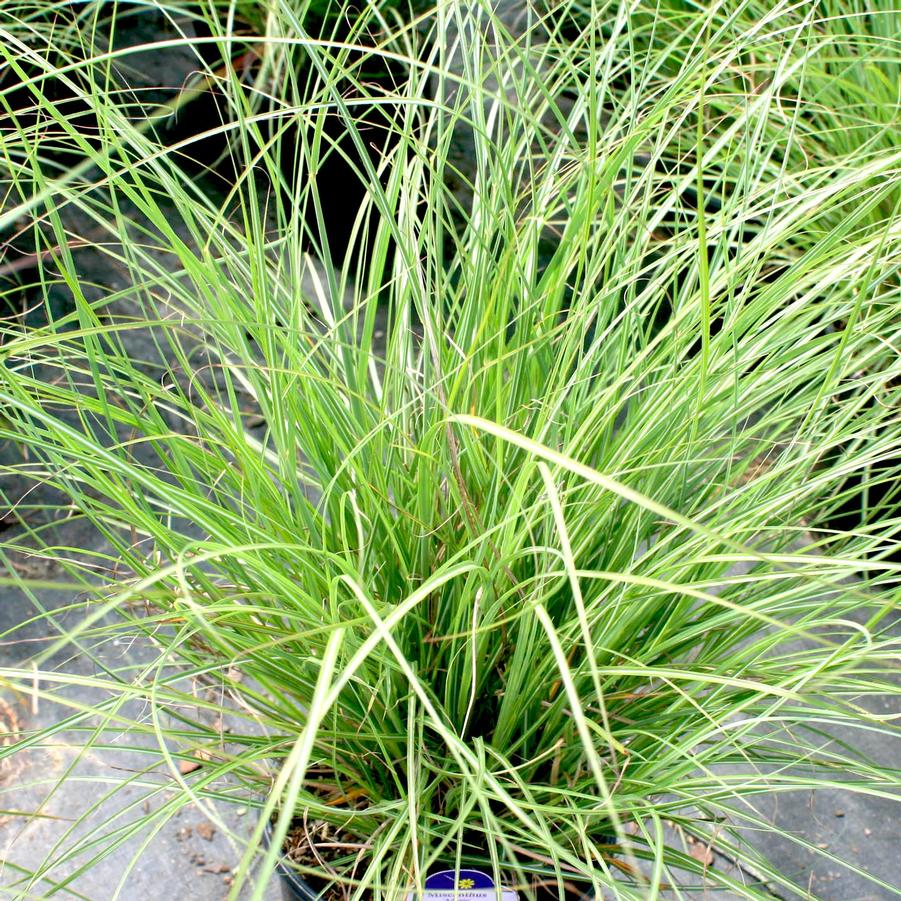 Miscanthus sinensis Adagio