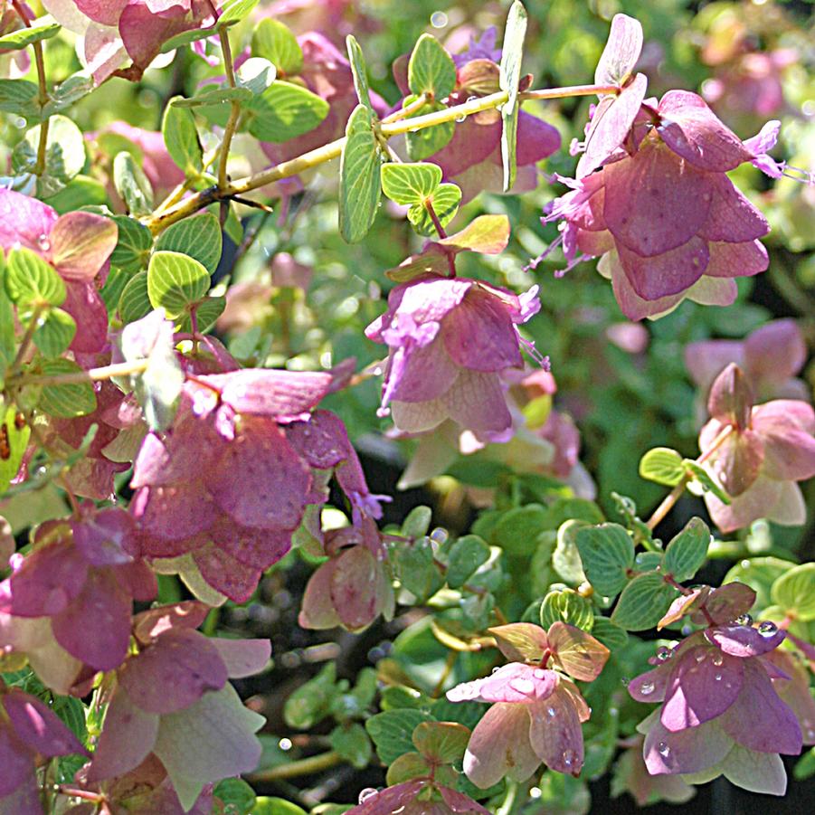 Oreganum rotundifolium Kent Beauty