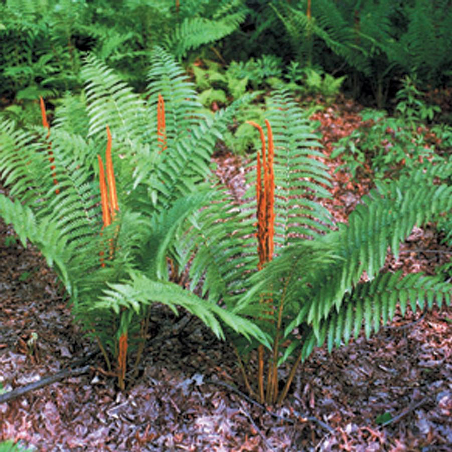 Osmunda cinnamomea 