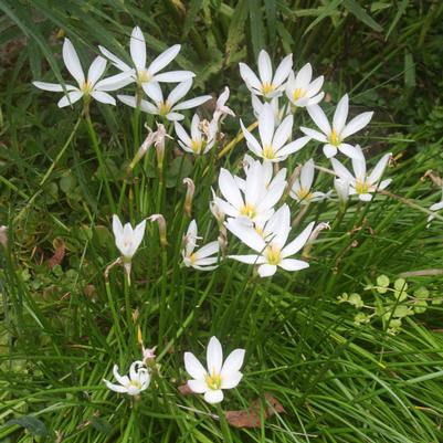 Zephyranthes candida 