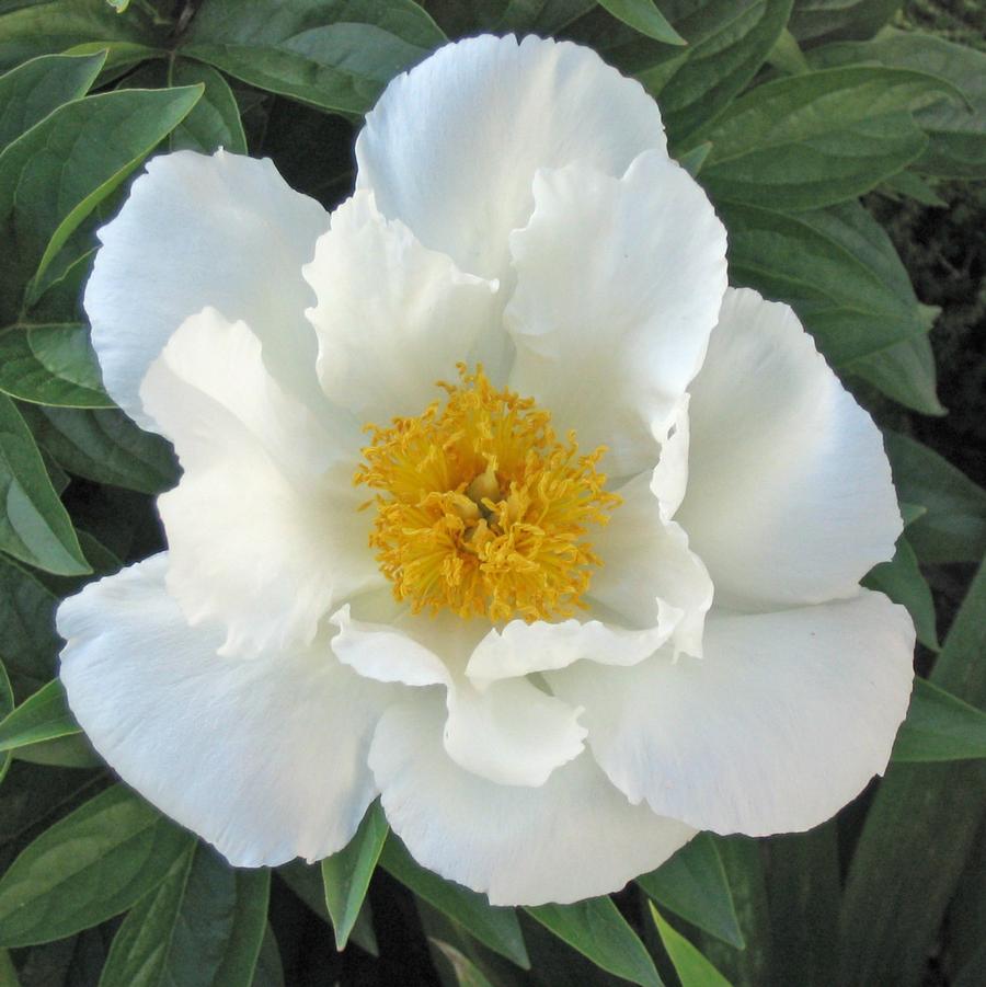 Paeonia lactiflora Krinkled White