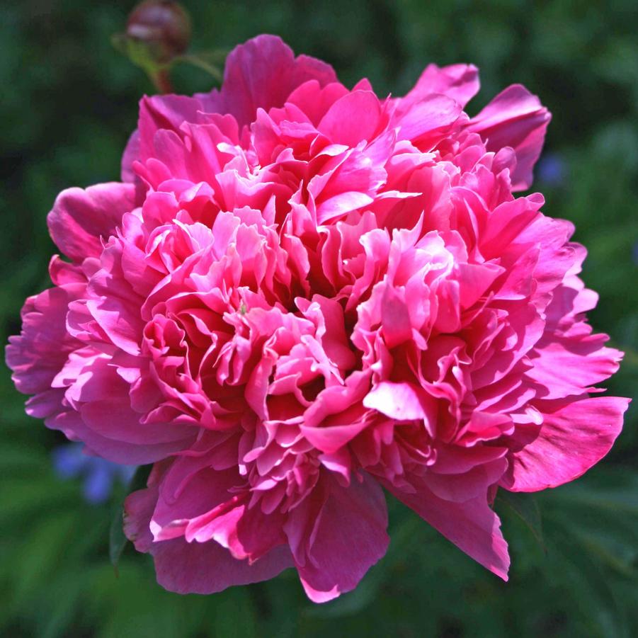 Paeonia lactiflora Madame Emile Debatene