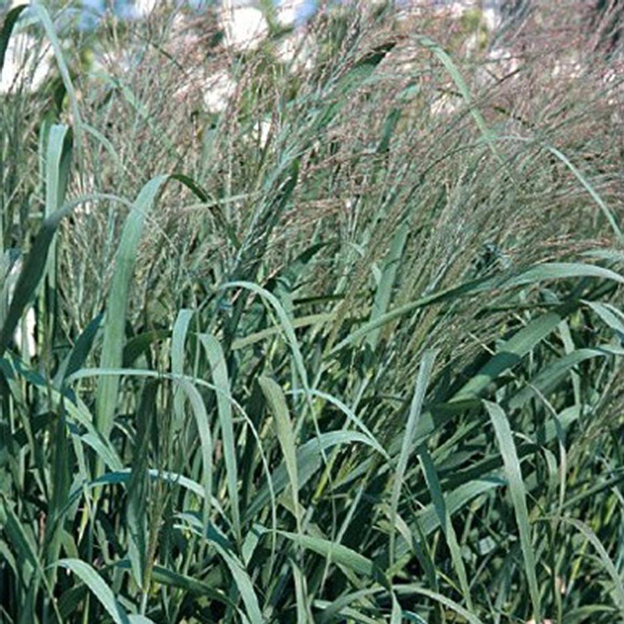 Panicum virgatum Dallas Blues