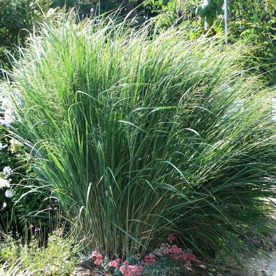 Panicum virgatum Northwind